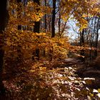 herbstliche Farbge"wald"