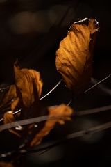 herbstliche Farbge"wald"