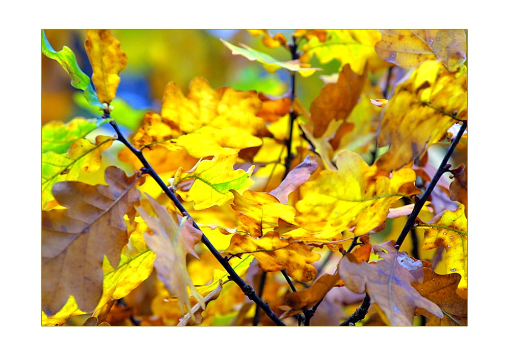 Herbstliche Farbkompositionen