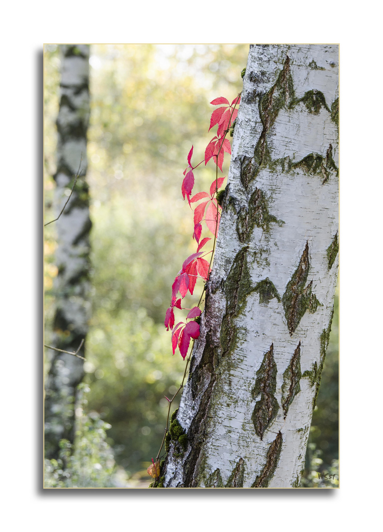 herbstliche Farbkontraste