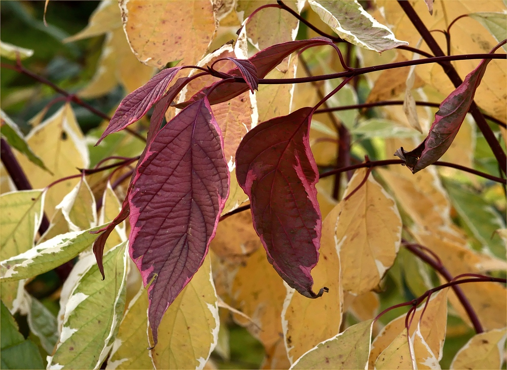 Herbstliche Farblehre