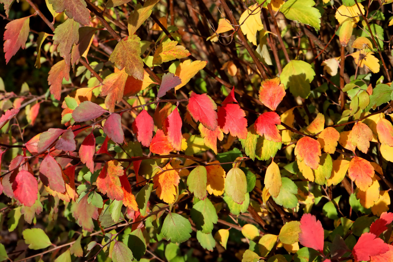 herbstliche Farbpalette - autumn color range