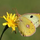 [°°° Herbstliche Farbtupfer °°°]