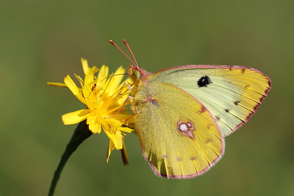 [°°° Herbstliche Farbtupfer °°°]