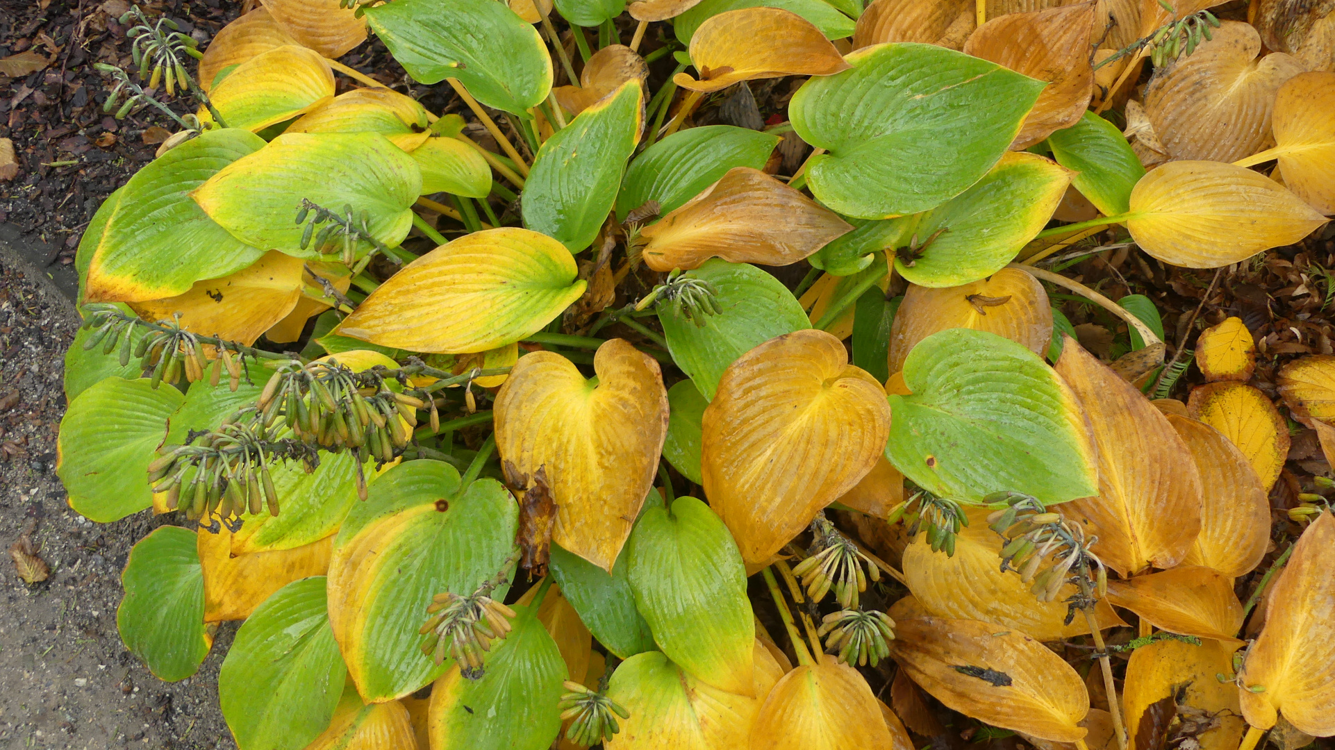 Herbstliche Farbveränderung