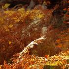 Herbstliche Fauna im Urwald Sababurg