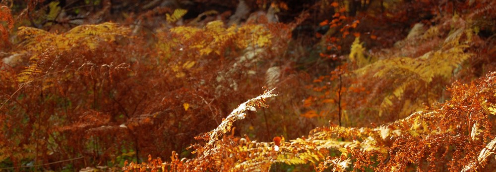 Herbstliche Fauna im Urwald Sababurg