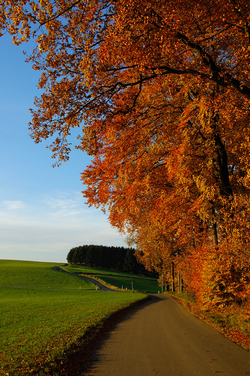 Herbstliche Felder im Sauerland