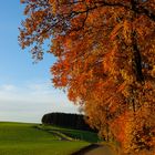 Herbstliche Felder im Sauerland