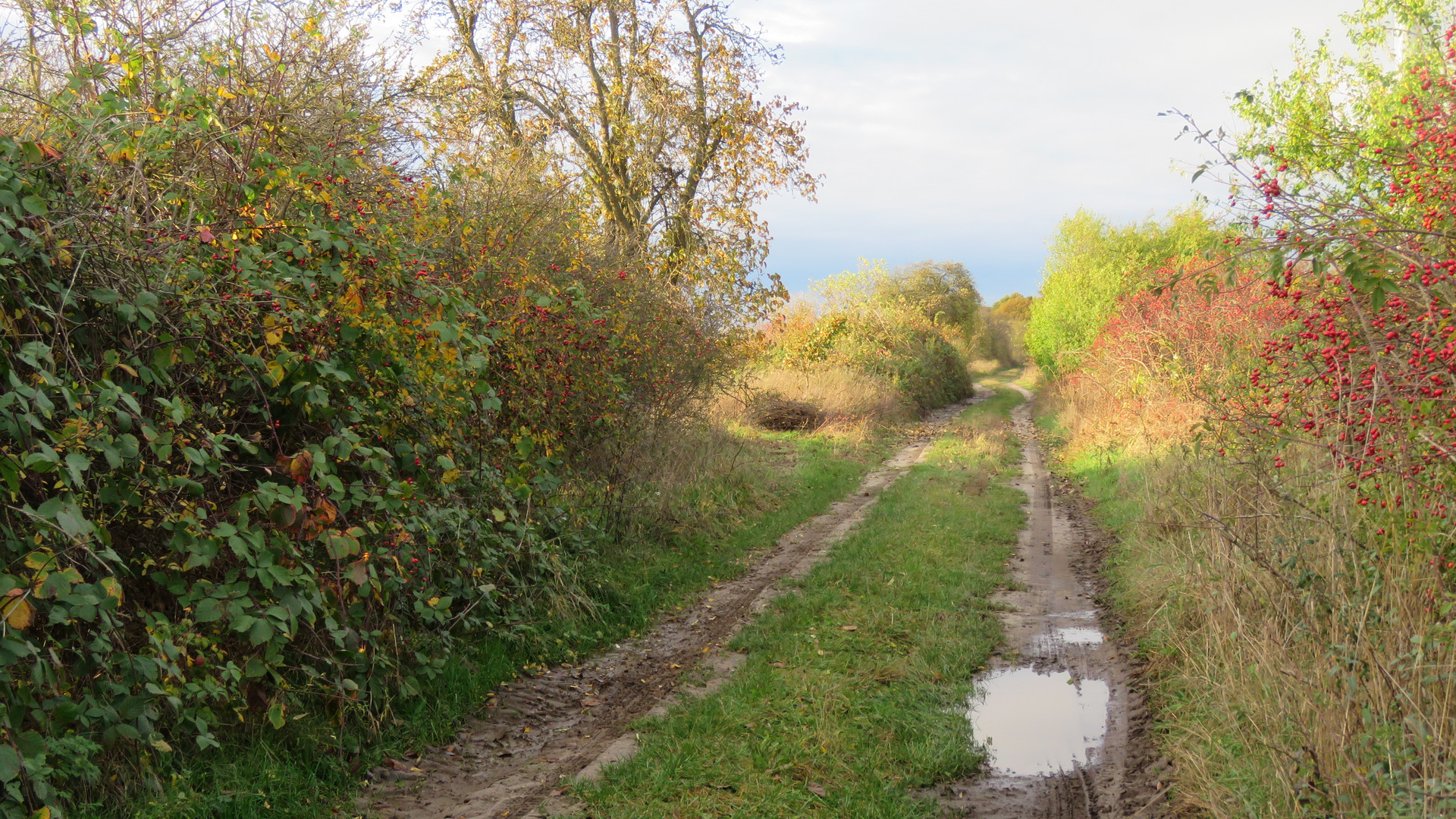 Herbstliche Feldflur...