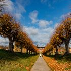 herbstliche Festonallee vor  Schloss Bothmer