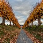 herbstliche Festonallee vor Schloss Bothmer .        Zum Thementag-Durchblick.