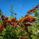 herbstliche feuerdorndiagonale...