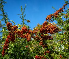 herbstliche feuerdorndiagonale...