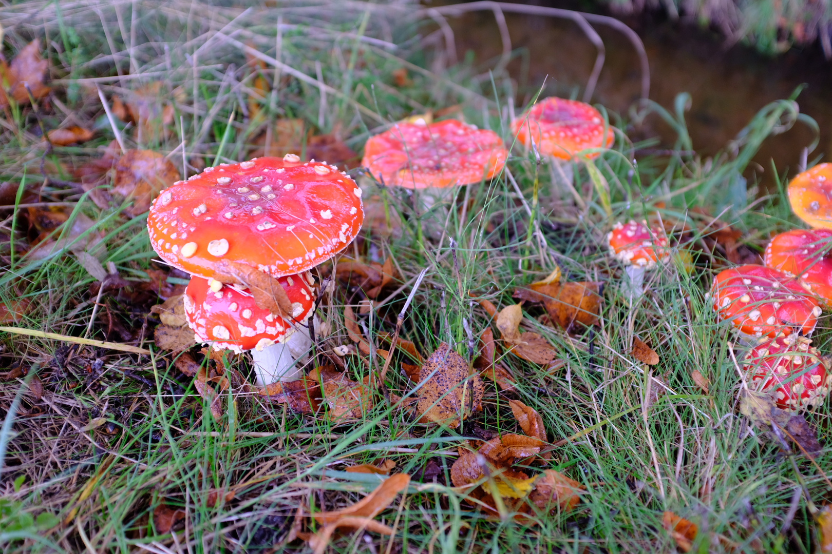 Herbstliche Fliegenpilze