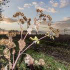 Herbstliche Flora