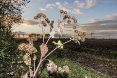 Herbstliche Flora