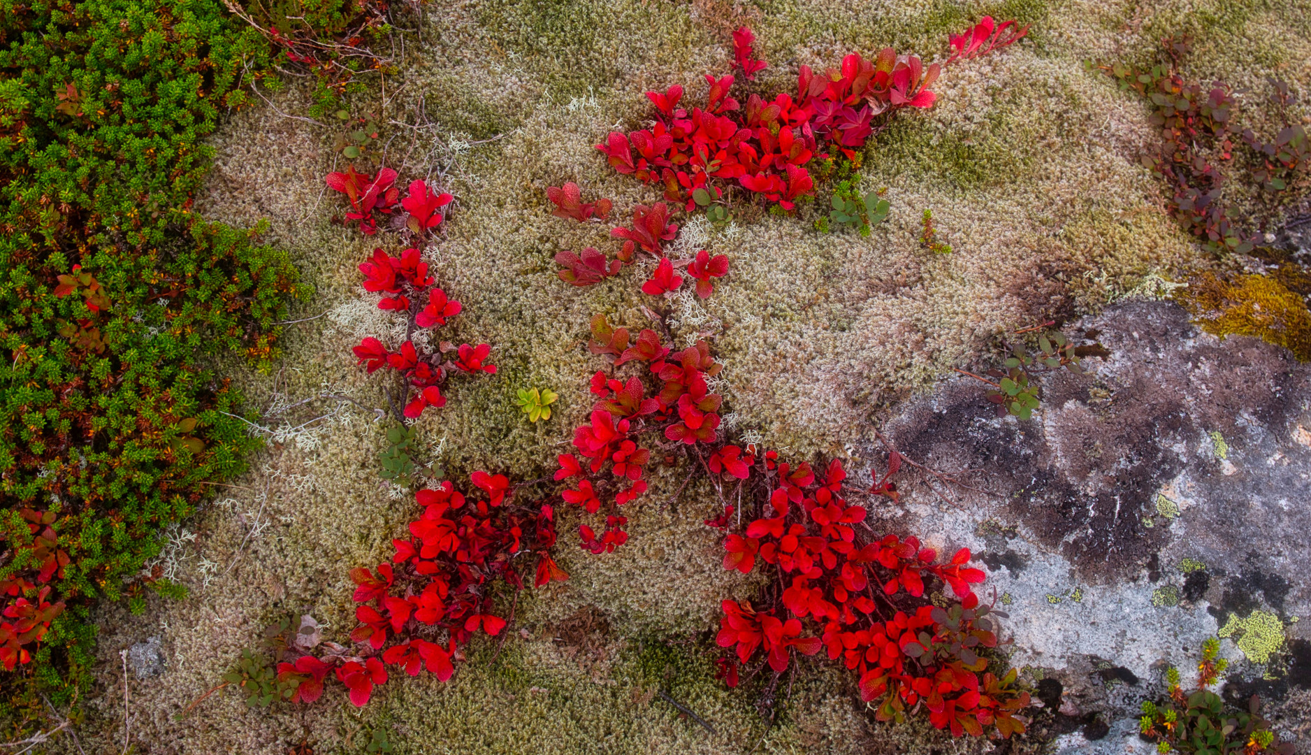 Herbstliche Flora auf den Lofoten / Norwegen