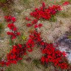 Herbstliche Flora auf den Lofoten / Norwegen