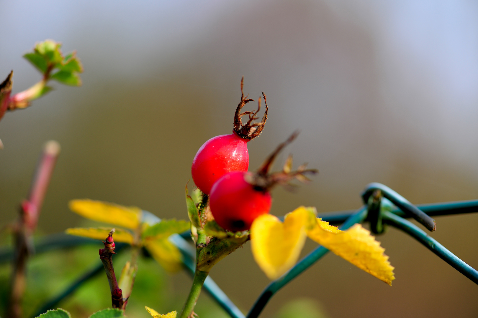 Herbstliche Fotografie, herrliche Fotografie.