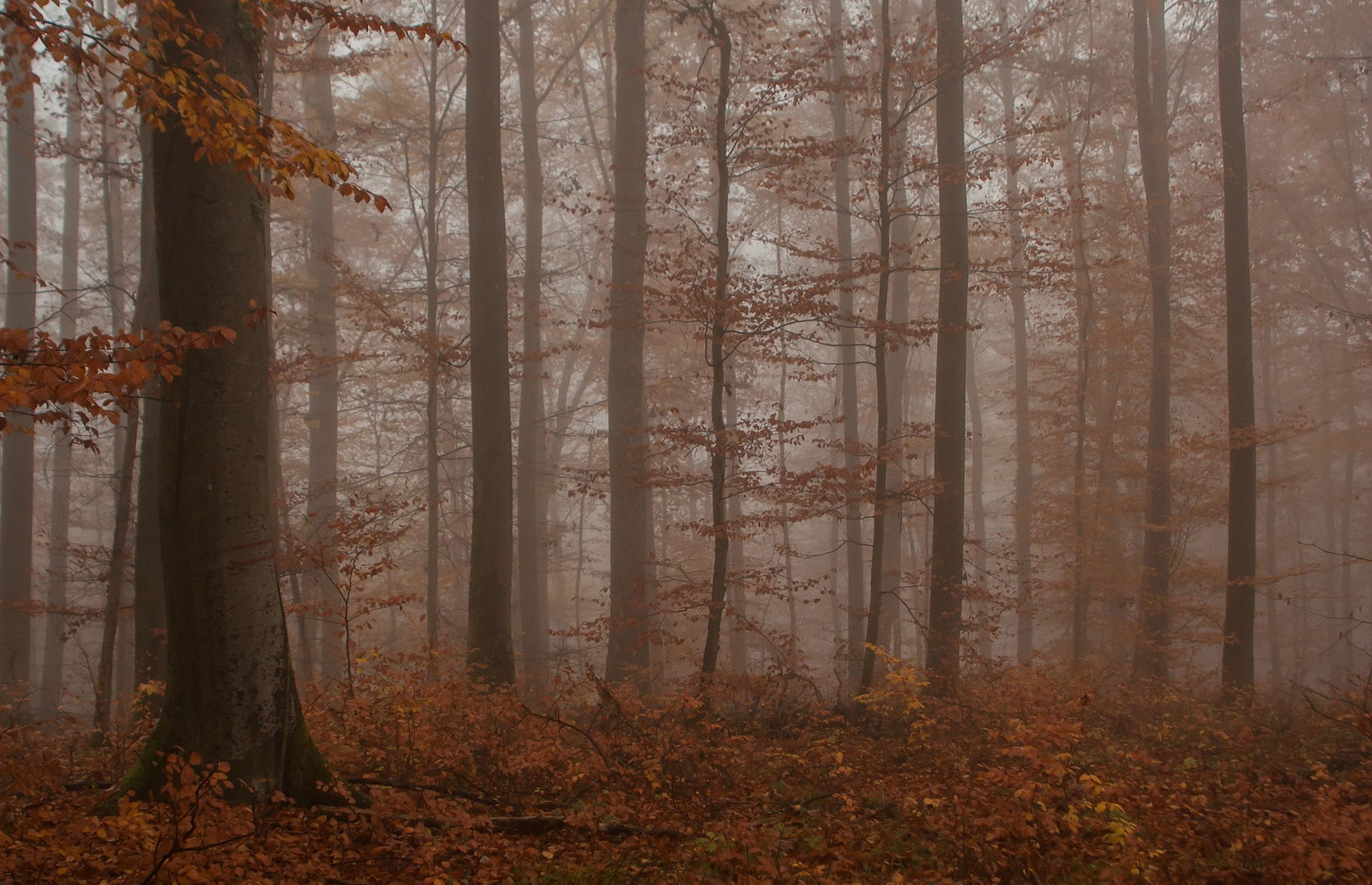 Herbstliche Fototapete