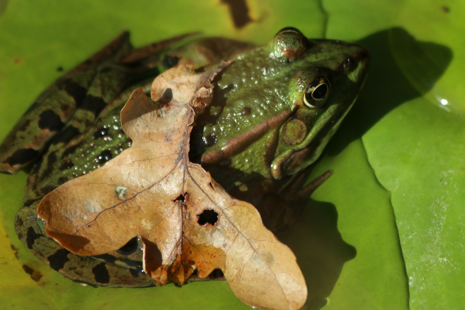 Herbstliche Froschgrüße