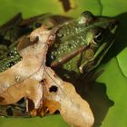 Herbstliche Froschgrüße