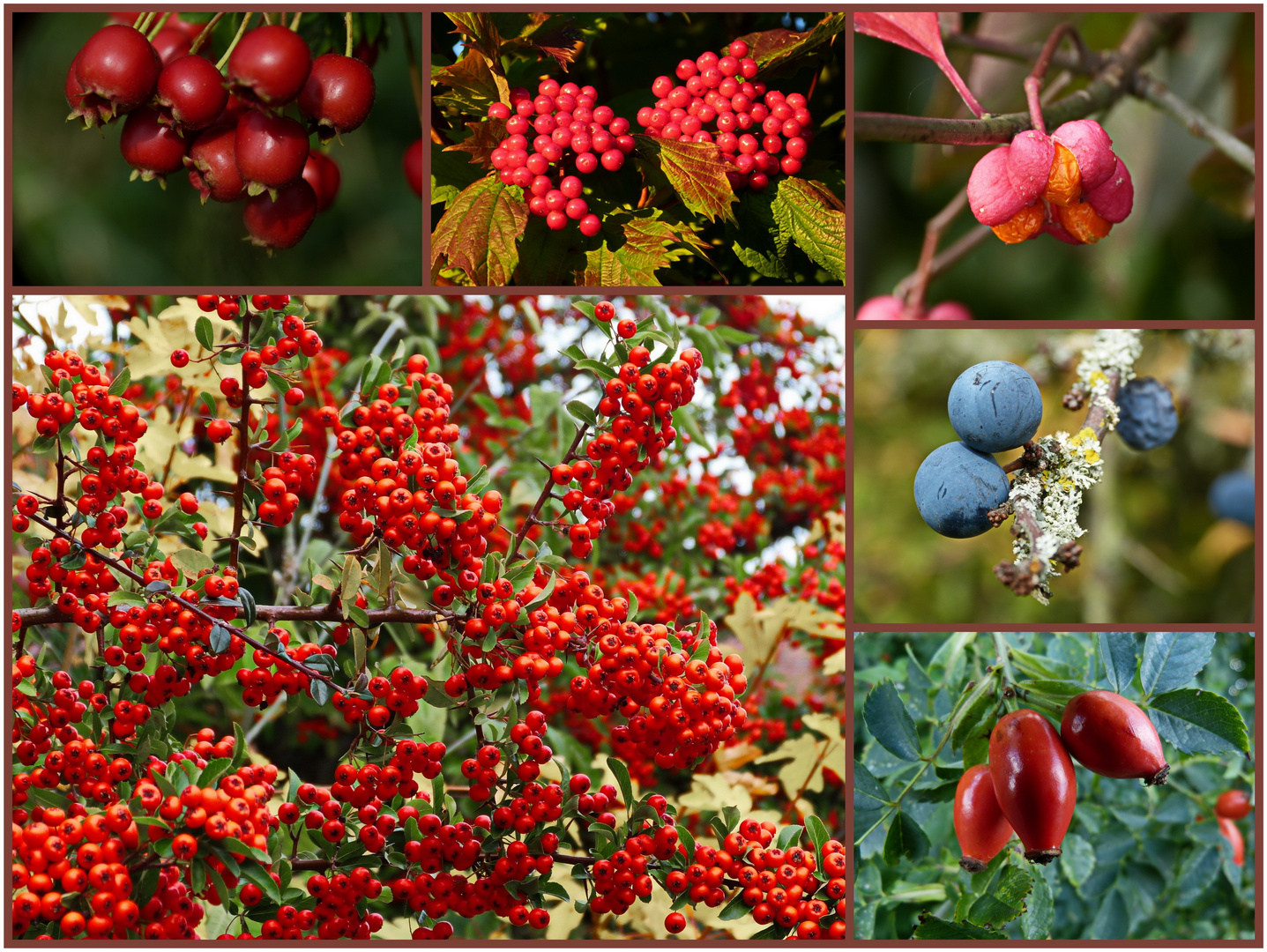 herbstliche Früchte