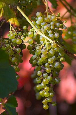 herbstliche Früchte
