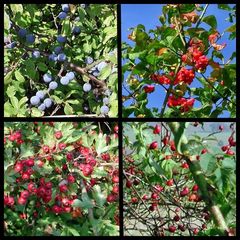 Herbstliche Früchte am Wegesrand.