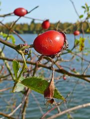 herbstliche Früchte mit Spinne