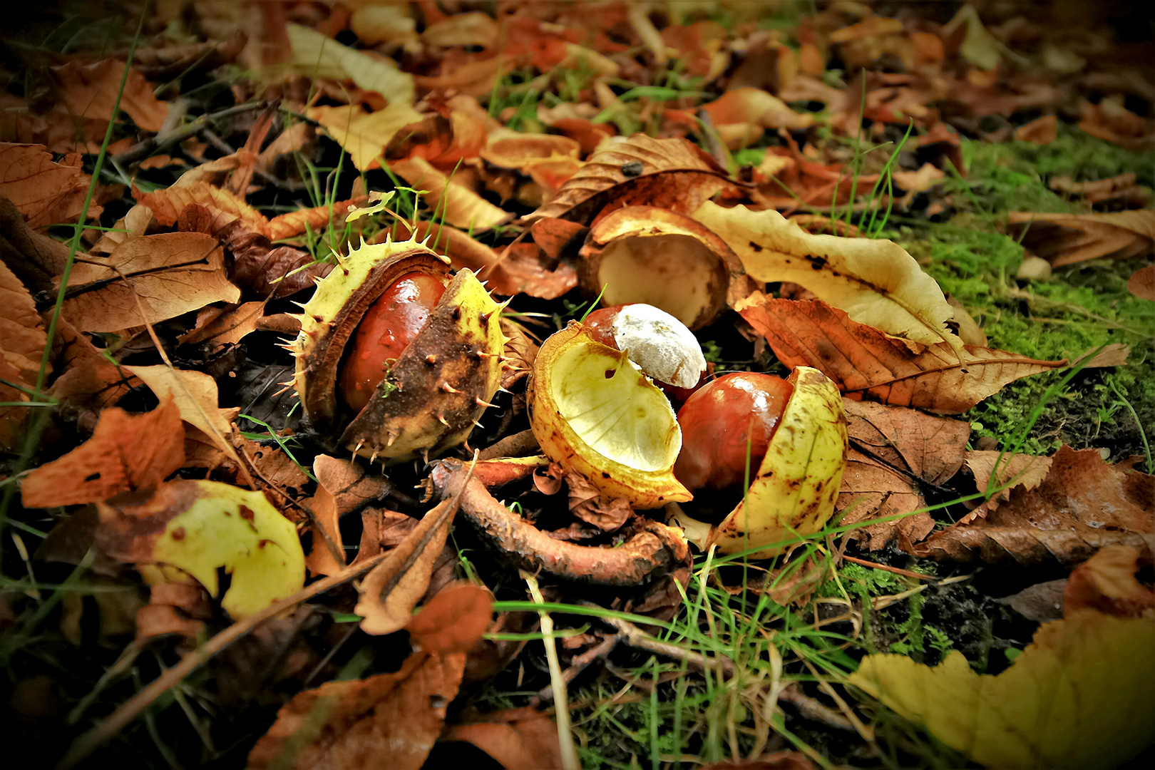 herbstliche Funststücke