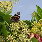 Herbstliche Futtersuche II