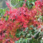 Herbstliche Gartenhecke im Regen