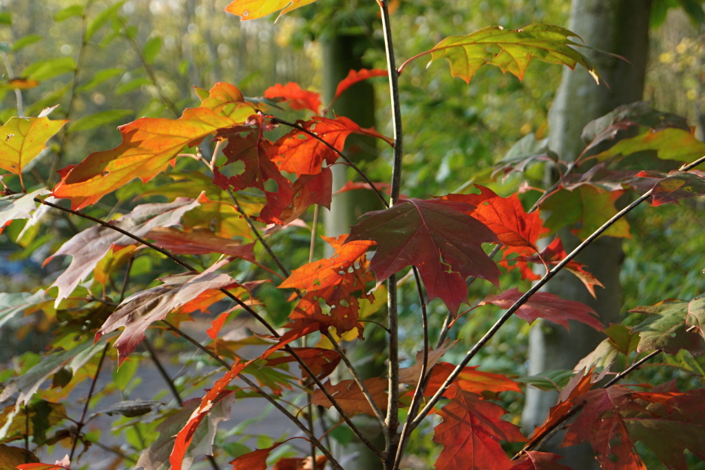 Herbstliche Gewand