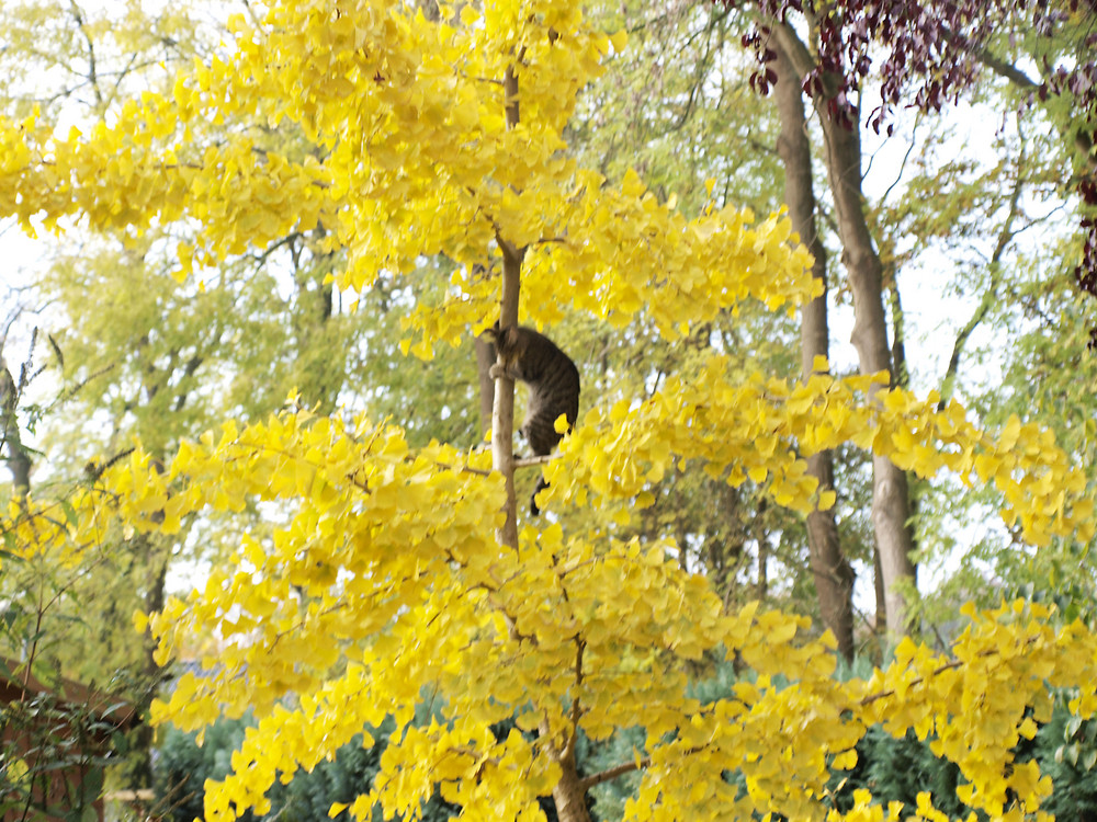 Herbstliche Ginkgo Katze