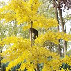 Herbstliche Ginkgo Katze