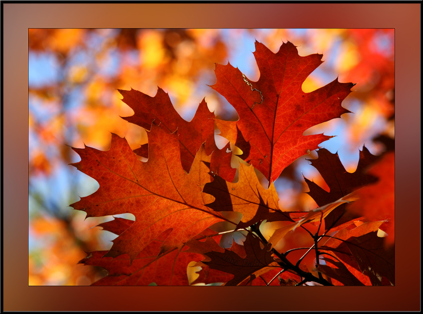 Herbstliche Glut