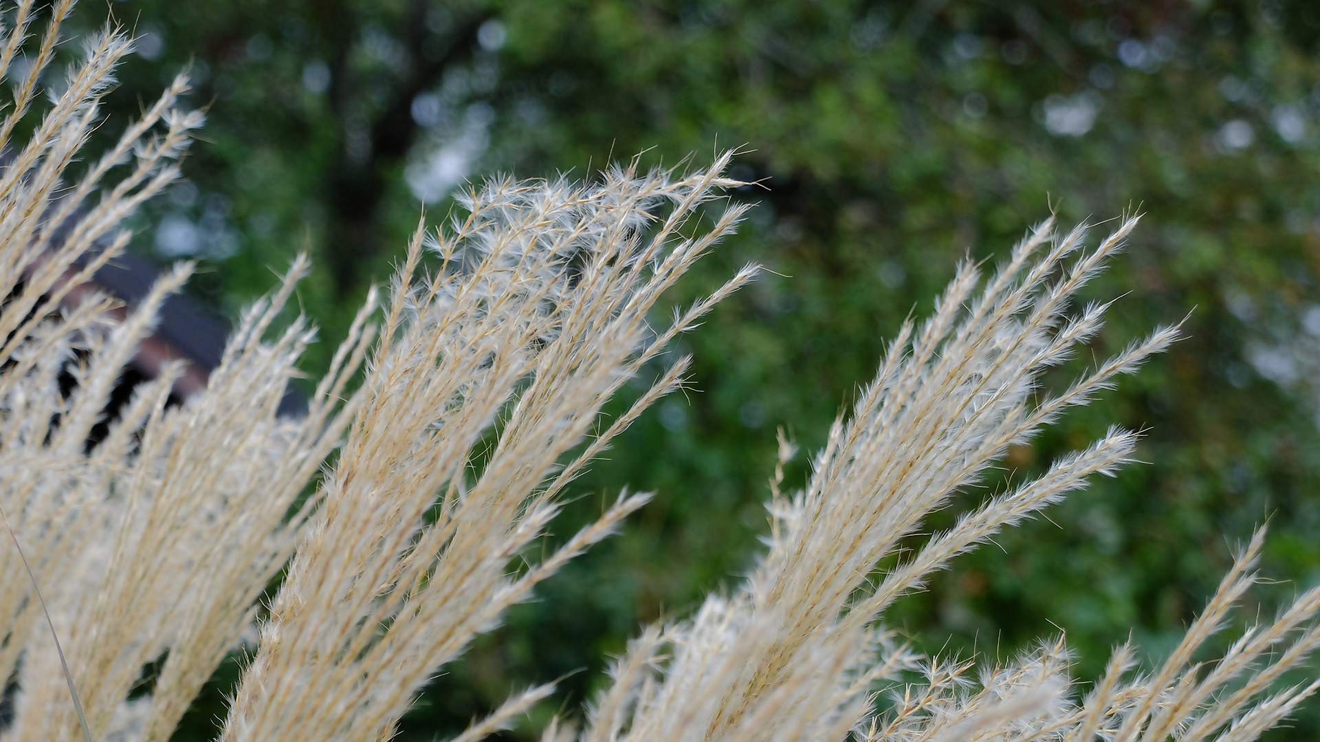 Herbstliche Gräser