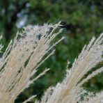 Herbstliche Gräser