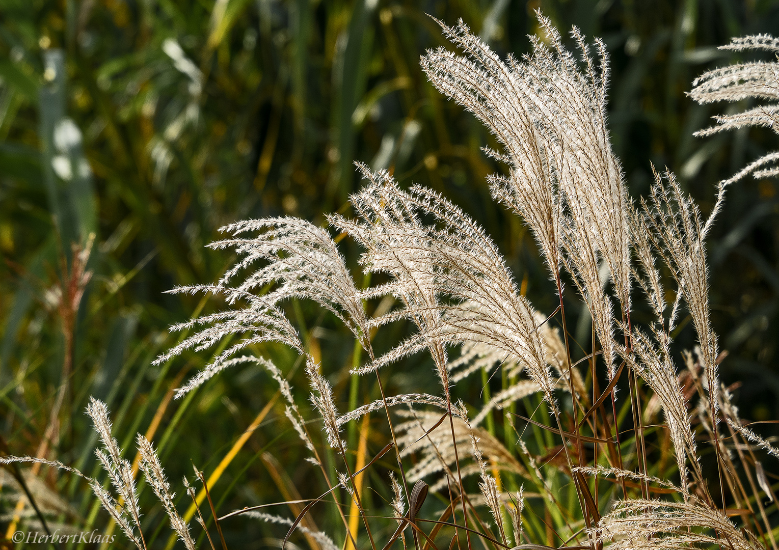 herbstliche Gräser