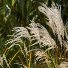 herbstliche Gräser