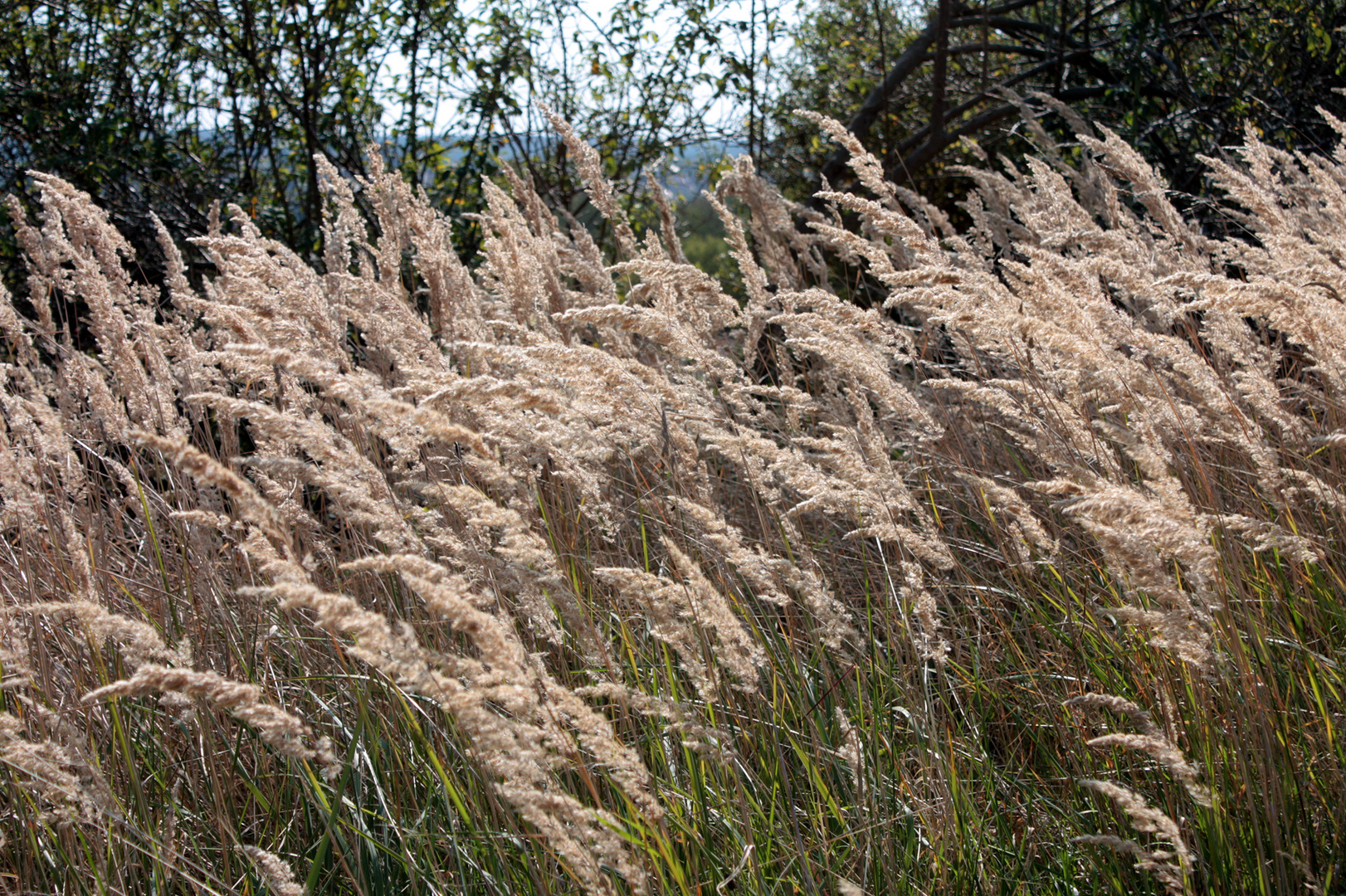 herbstliche Gräser im Wind