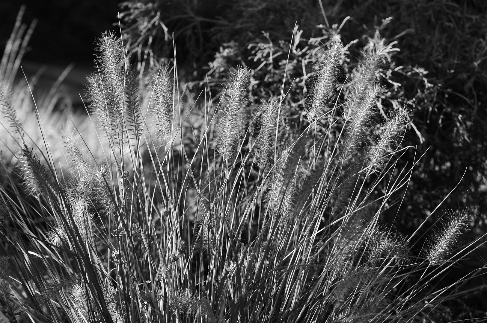 Herbstliche Gräser: Lampenputzergras (Pennisetum alopecuroides)