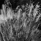 Herbstliche Gräser: Lampenputzergras (Pennisetum alopecuroides)