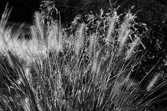 Herbstliche Gräser: Lampenputzergras (Pennisetum alopecuroides)