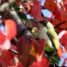 Herbstliche Grüße