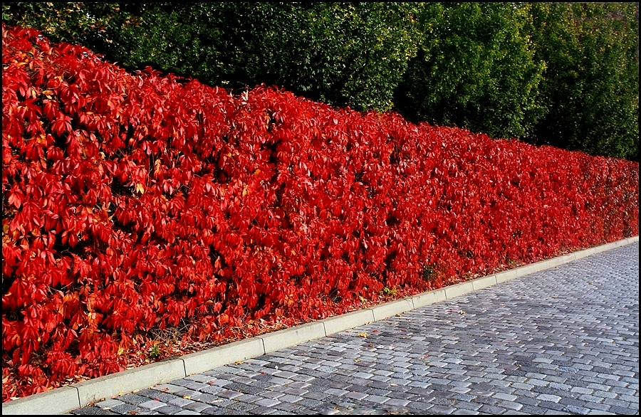 Herbstliche Grüße ...