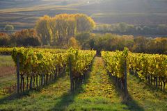 Herbstliche Grüße aus Rheinhessen