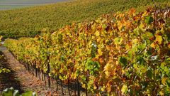 Herbstliche Grüße aus Rheinhessen